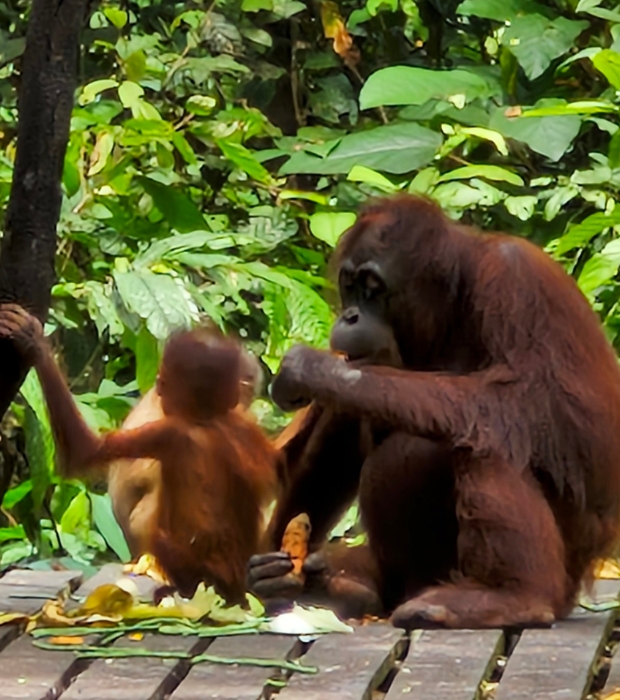 Orangutans